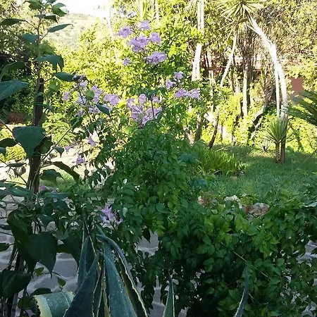 Lulela Willa Perdifumo